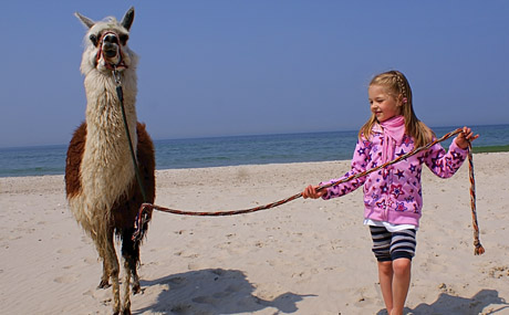 tl_files/Therapie auf vier Beinen/01_images/03_die_tiere/03_die_tiere_ali.jpg